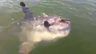 Boston Sunfish - Supercut