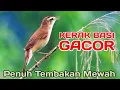 Download Lagu MASTERAN KERAK BASI GACOR PENUH TEMBAKAN MEWAH