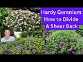 Download Lagu HARDY GERANIUM: How to Divide \u0026 Shear Back for more Flowers