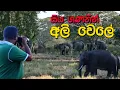 Download Lagu අලි ඇත්තුන්ගෙන් පිරෙන වෙල් යාය #elephant #wildliferescue #tusker #srilanka