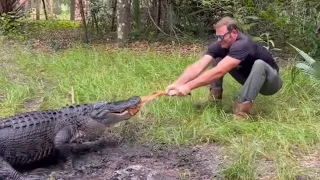 Tug of war with Stallone the alligator!