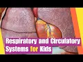 Respiratory and Circulatory Systems for Kids Grade 3-8 Science Lesson Lesson Boosters