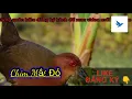 Download Lagu Tiếng Chim mắt đỏ tháng 9 mới nhất ăn chim mạnh | Tiếng Chim Việt Nam