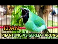 Download Lagu Cucak ijo gacor NGAMUK BONGKAR PIJANTUNG MIX GEREJA TARUNG Bikin EMOSI