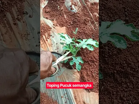 Potong Pucuk Semangka Agar Buah Banyak & Besar #Semangka