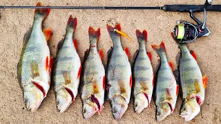 I hit the big perch jackpot the best redfin fishing I have ever had off the bank of any lake