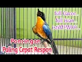 Lagu Tledekan gunung gacor full isian mewah‼️full tembakan‼️pancingan paling cepat respon