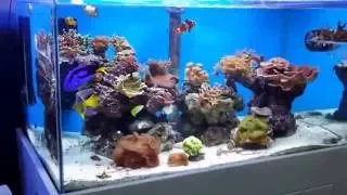 Marine Akvaryum 03 10 2013 Stoktaki Canlılar 