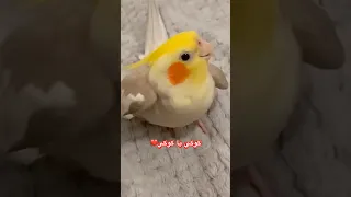 طائر الكوكتيل او الكروان يغني كوكي يا كوكي الكروان طائر الكوكتيل طيور الجنة طائر الكروان  طائر الكوكتيل او الكروان يغني كوكي يا كوكي الكروان طائر الكوكتيل طيور الجنة طائر الكروان