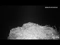 Snake Visitor to Two Harbors Overlook Nest Cams Powered by Explore org