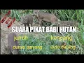 Download Lagu suara pikat babi hutan pemanggil teman nya//boar caller lure sound.