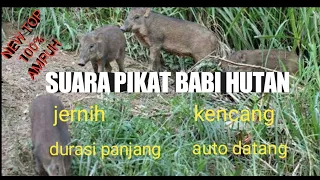 Download suara pikat babi hutan pemanggil teman nya//boar caller lure sound. MP3