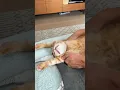 How to stretch your cat