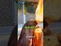 A Beaver Could Die If It Stops Chewing