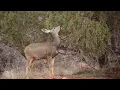 Mule deer doe eating juniper tree bark and leaves
