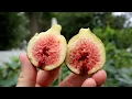 Download Lagu Rigatta Rosa A Fig \u0026 Some Words on Fig Tastings