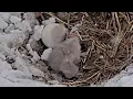Duke Farms Bald Eagle Cam on 26 Mom and 1 day old eaglet riding out the storm part 2