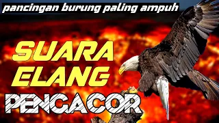 Download Suara Elang Pengacor Menaikan Emosi Burung MP3