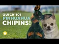 Chihuahua Miniature Pinscher Mix Chipin Facts