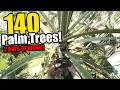 We Trimmed 140 Palm Trees in 2 Days
