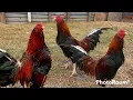 Aves de corral finas en Mexico Asil con Kelso