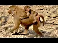 Download Lagu Посмотрите как гамадрилы УНИЧТОЖИЛИ свой вольер и у них теперь НОВЫЙ ДОМ!!!
