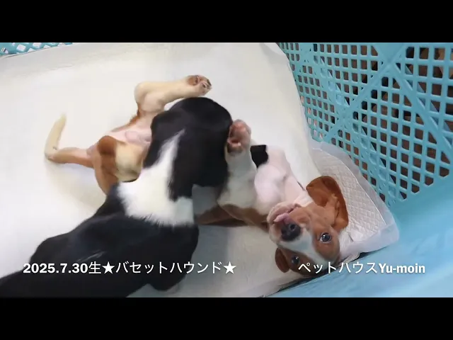 動画