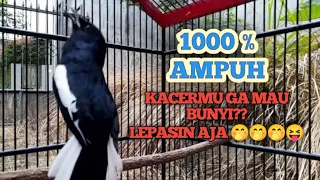 Download SUARA BURUNG Kacer gacor NGEPLONG tarung ini paling ampuh buat PANCINGAN KACER agar EMOSI MP3