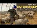 Shepherd s Crook How to Catch a Sheep Using a Shepherd s Crook Anne attempts to catch a sheep