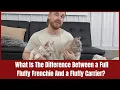 What Is The Difference Between a Full Fluffy Frenchie And a Fluffy Carrier
