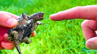 Finger Test Baby Snapping Turtle Bite