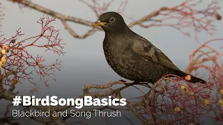 BirdSongBasics Blackbird And Song Thrush  BirdSongBasics Blackbird And Song Thrush