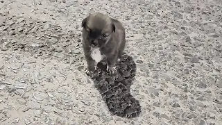 Met a poor palm-sized stray puppy on empty street late at night.