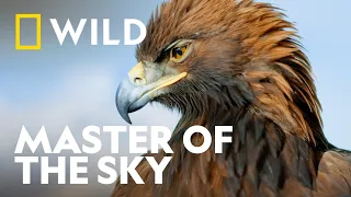 The Majesty of the Golden Eagle Wild Europe National Geographic WILD UK