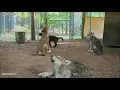 Wolf Packs Howling Compilation
