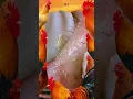 Blackheads Removal Acne Treatment and Very Satisfying Satisfying Pimple pop