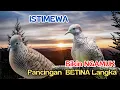 Download Lagu SUARA PERKUTUT LOKAL GACOR DI ALAM, KUNG MEWAH BIKIN RAME!