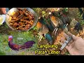 Download Lagu Berburu ayam hutan langsung dimasak di lokasi spot, With @barrhunting342 MP3