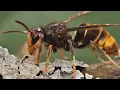 How to identify yellow-legged hornets
