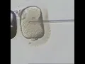 Microinjection microneedle micropipette