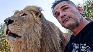 How This OLD LION made an Amazing Recovery | The Lion Whisperer