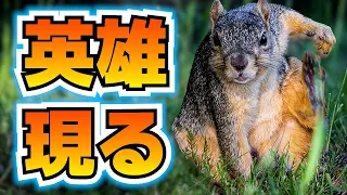 英雄リス、裁きを受ける【バチクソニュース】