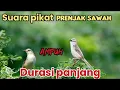 Download Lagu suara pikat prenjak sawah ampuh.