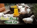 Baby Chickens at Six Weeks Old