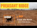 Pheasant Hunt Why Labs are the BEST hunting Dogs
