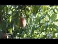 Colorado Experience Palisade Peaches