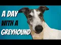 Lagu A day in the life of retired Greyhound -Morning, Noon and Night
