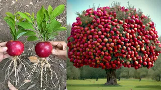 Download Apples...!! Growing Apples Tree From Apples Fruit With Unique Techniques | Grafting Apples Tree MP3