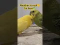 Download Lagu Male love bird soothes female #shorts #shortsfeed