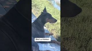 #Fyp #fypシ #pets #doberman #vlog
